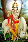 Krishna photo